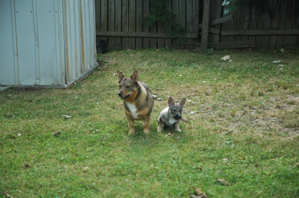 Two Vallhunds