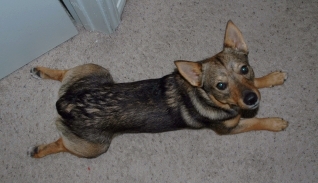 frogdog