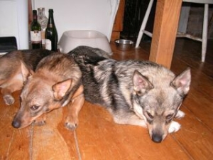 moose and rakki