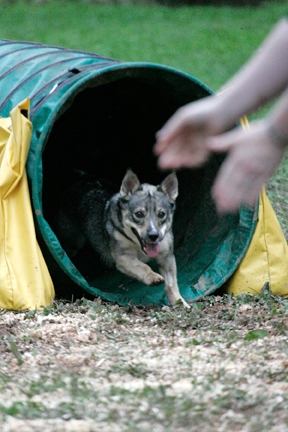 Nina Green Tunnel