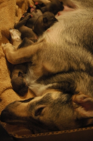 Nina and puppies January 16, 2010