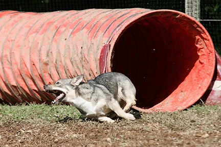 Nina Red Tunnel 2