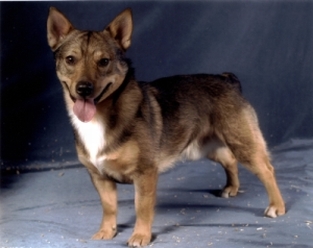 rakki