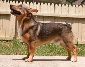 rakki one year old