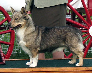 Birk